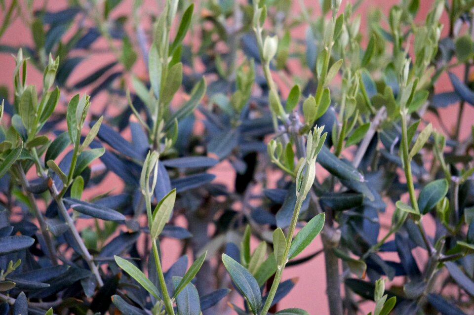 Olive albacete Free photos