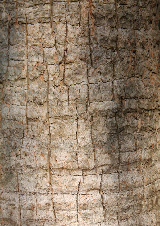Nature wood natural