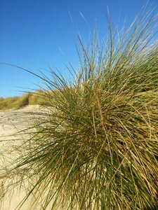 Dunes beach north sea