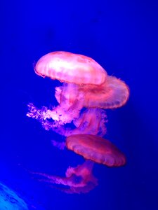 Jellyfish beautiful blue