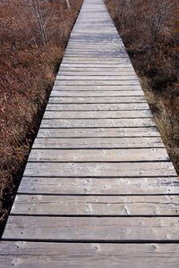 Spring landscape boardwalk
