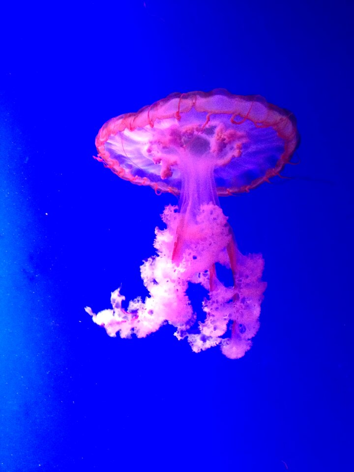 Jellyfish beautiful blue