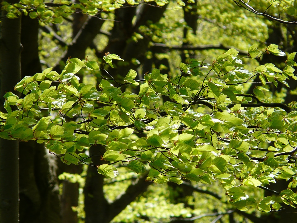 Aesthetic leaves light
