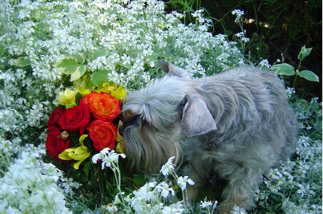 Dog in the garden dog smelling flowers photo