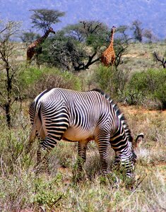 Grevy zebra giraffe safari photo