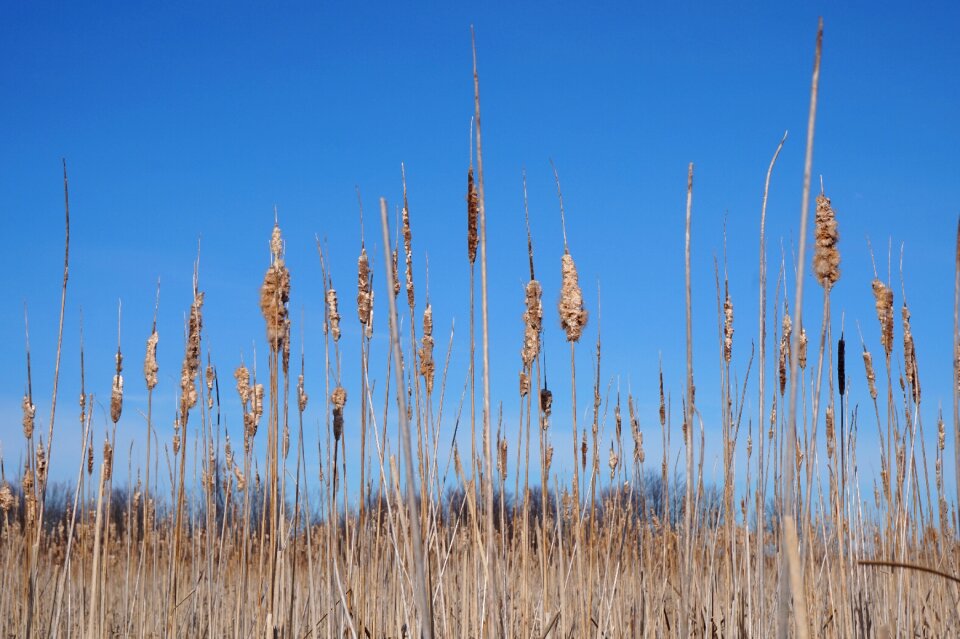Spring landscape plant