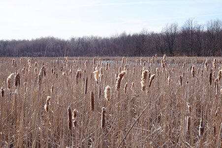 Spring landscape plant