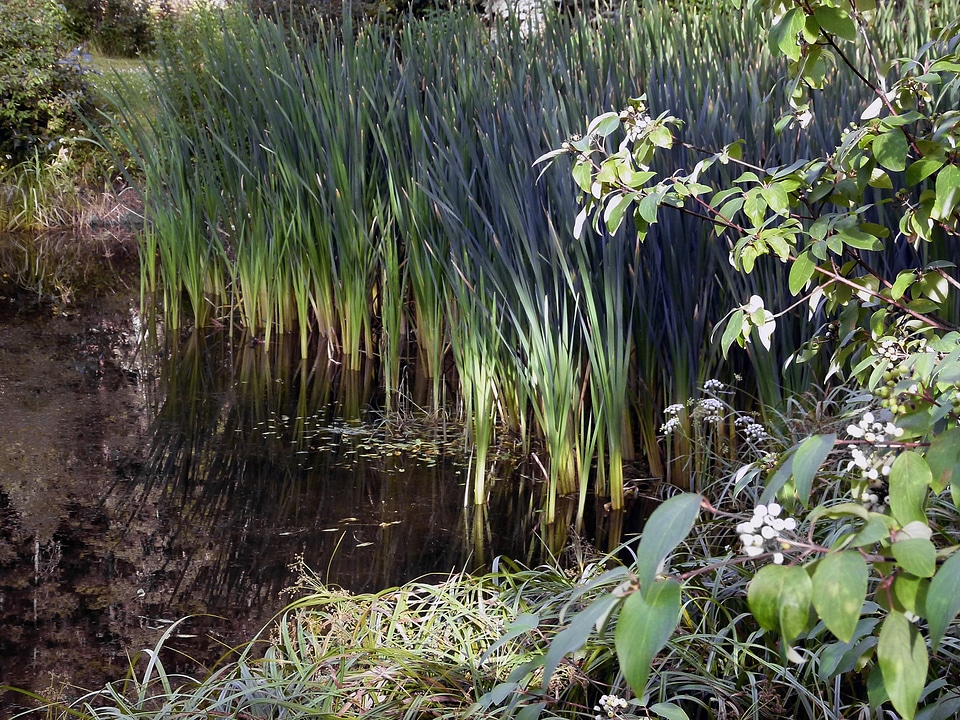 Common wetland plants