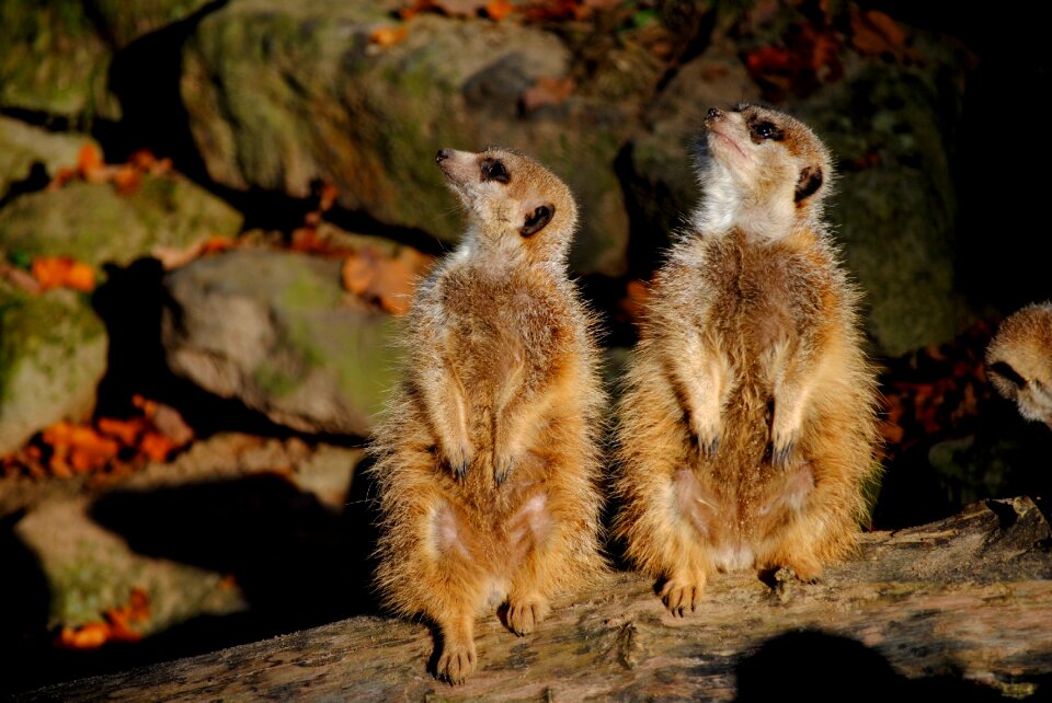 Mammal nature timon