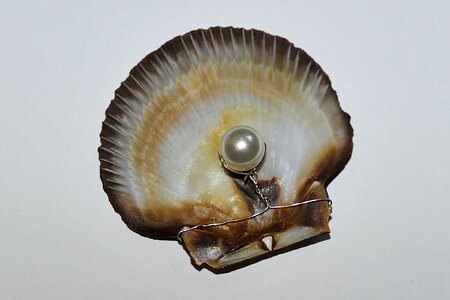 Pearl valuable nature