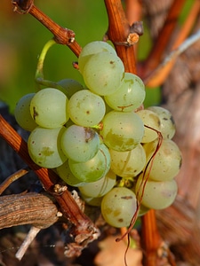 Vine cultivation wine