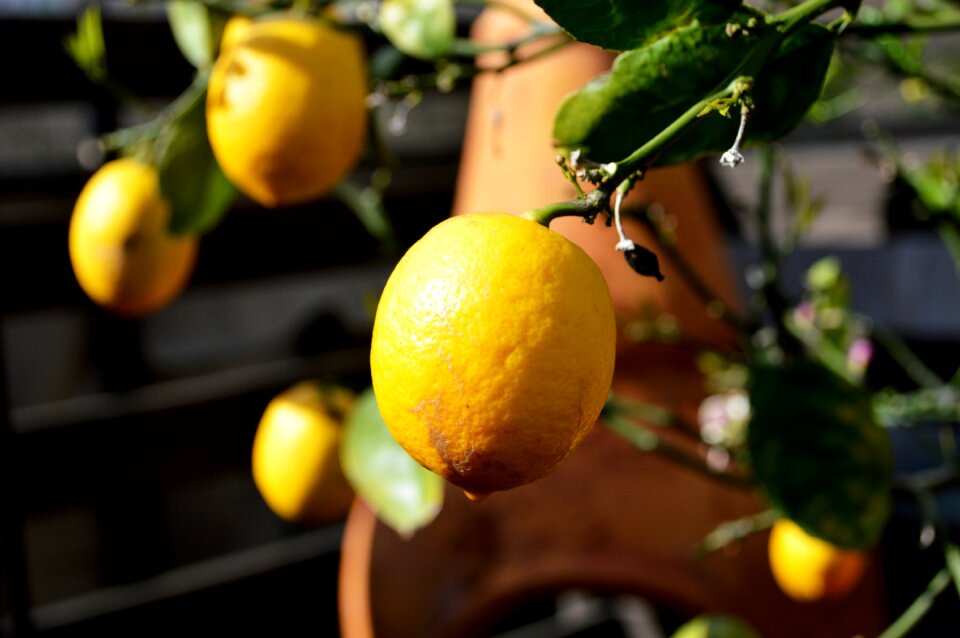 Citrus food ripe photo