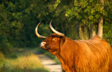 Nature scottish highlander oxen photo