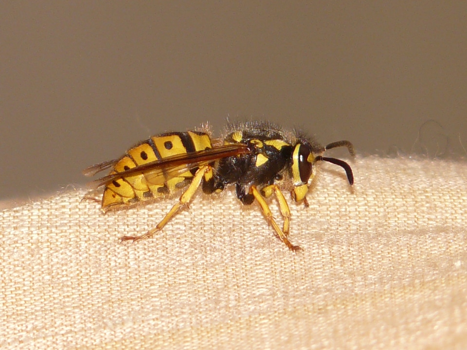 Sting macro close up