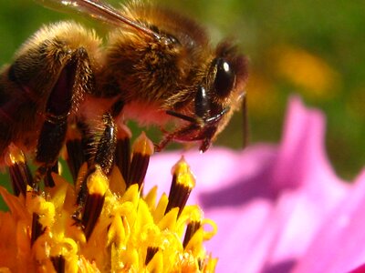 Forage pollinator honey bee photo