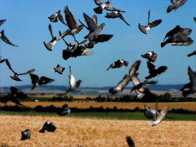 Pigeon field nature