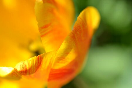 Petal tulip yellow photo