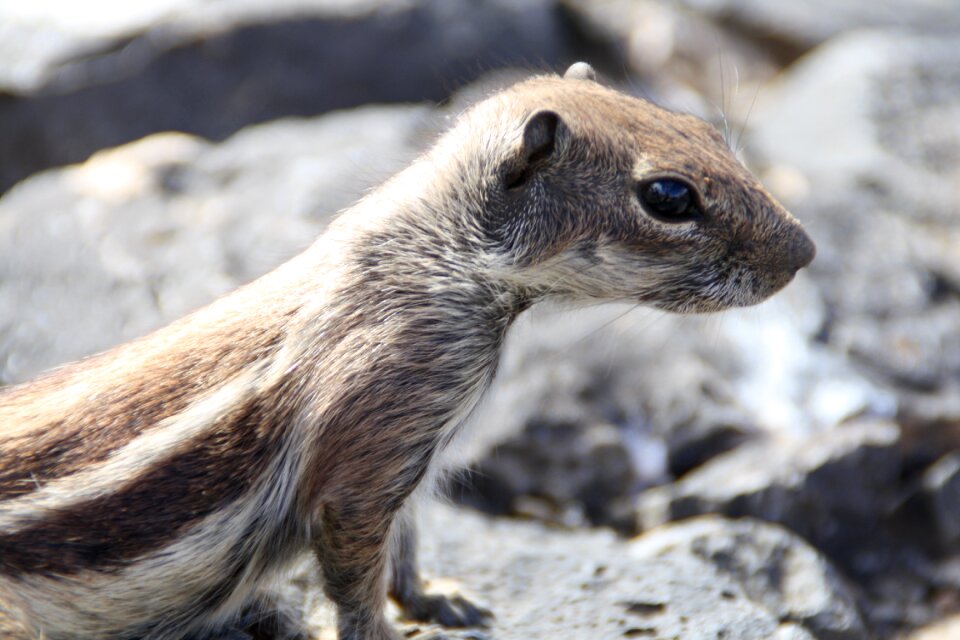 Nager animal wild animal