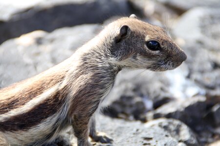 Nager animal wild animal