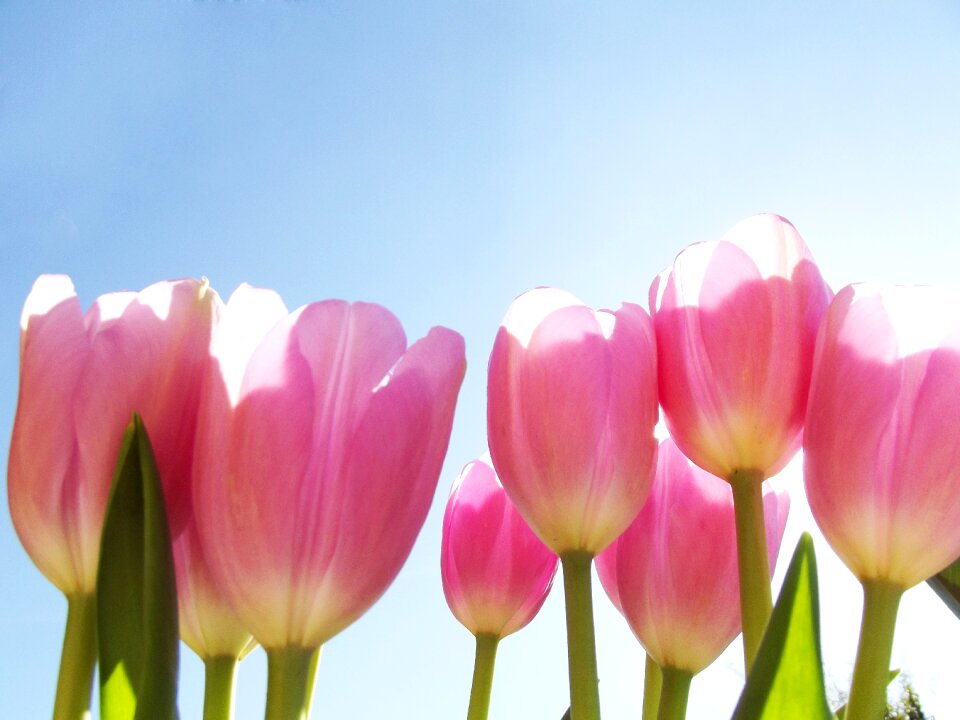 Spring nature floral