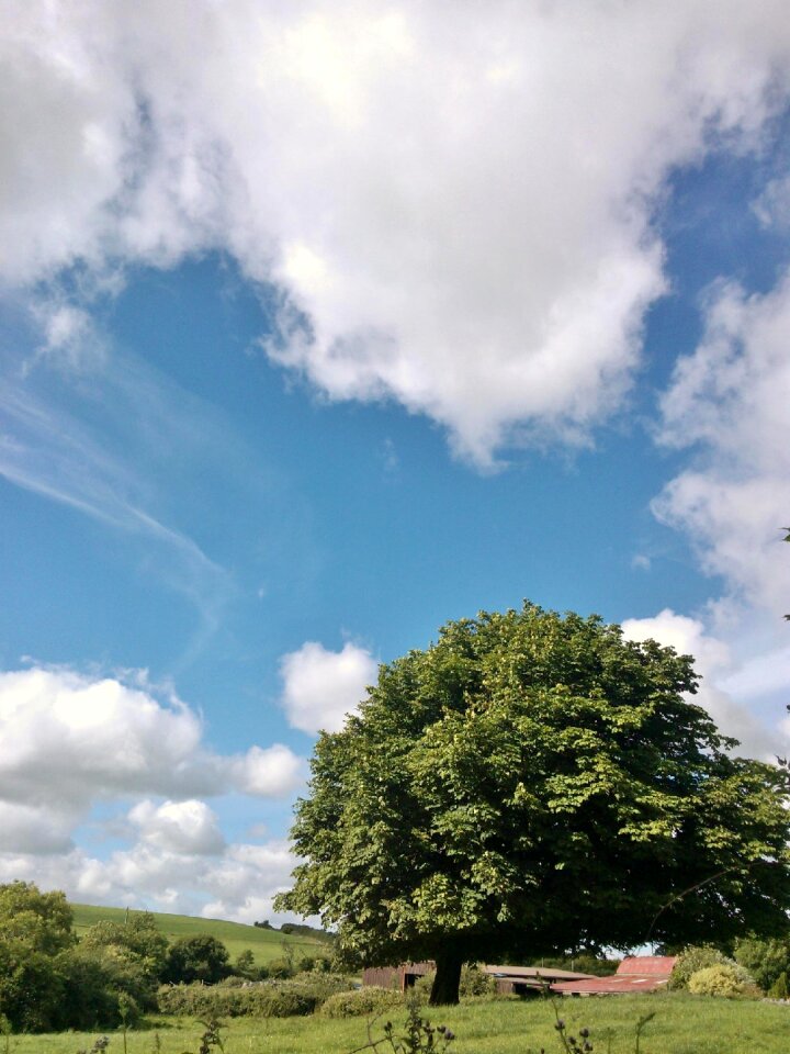 Green nature outdoor