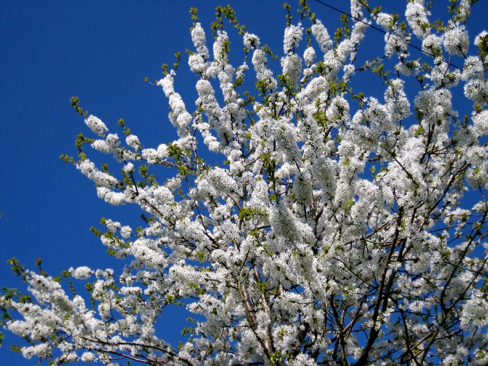 Bloom white tree