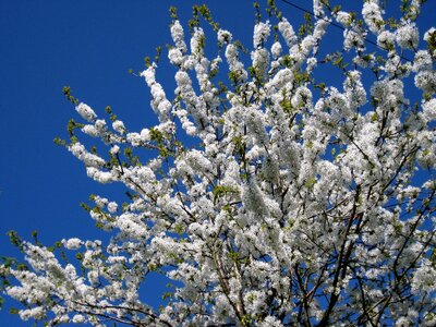 Bloom white tree photo
