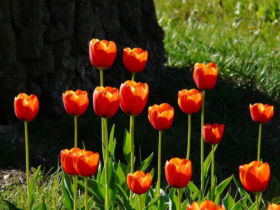 Beautiful tulpenbluete flowers