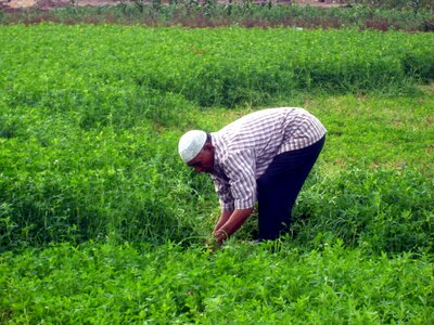 Farmer green farmer