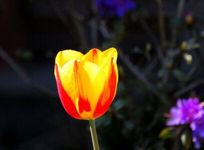 Flower spring plant photo