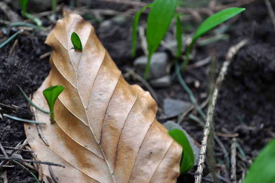 Wood garlic forest plant