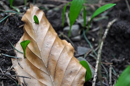 Wood garlic forest plant
