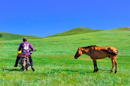 Bike horse dilemma