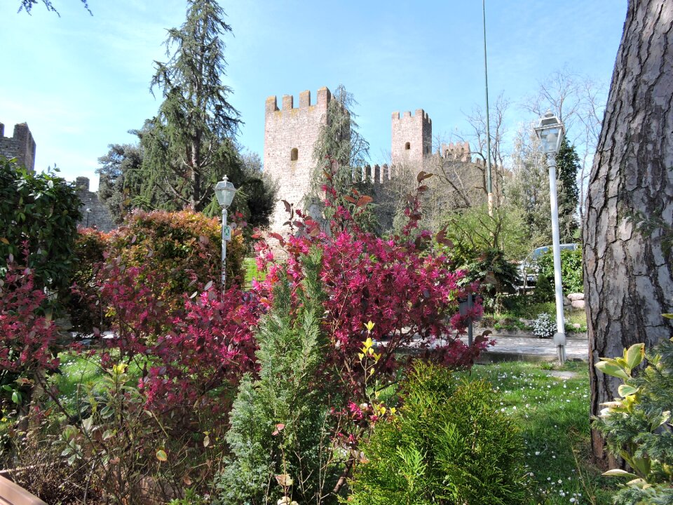 Torre medieval tree