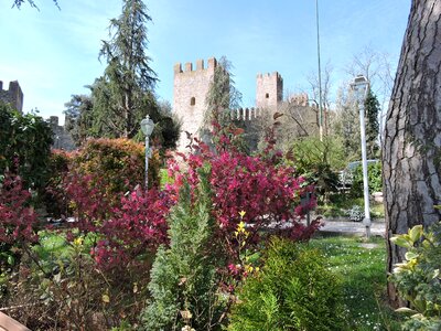 Torre medieval tree