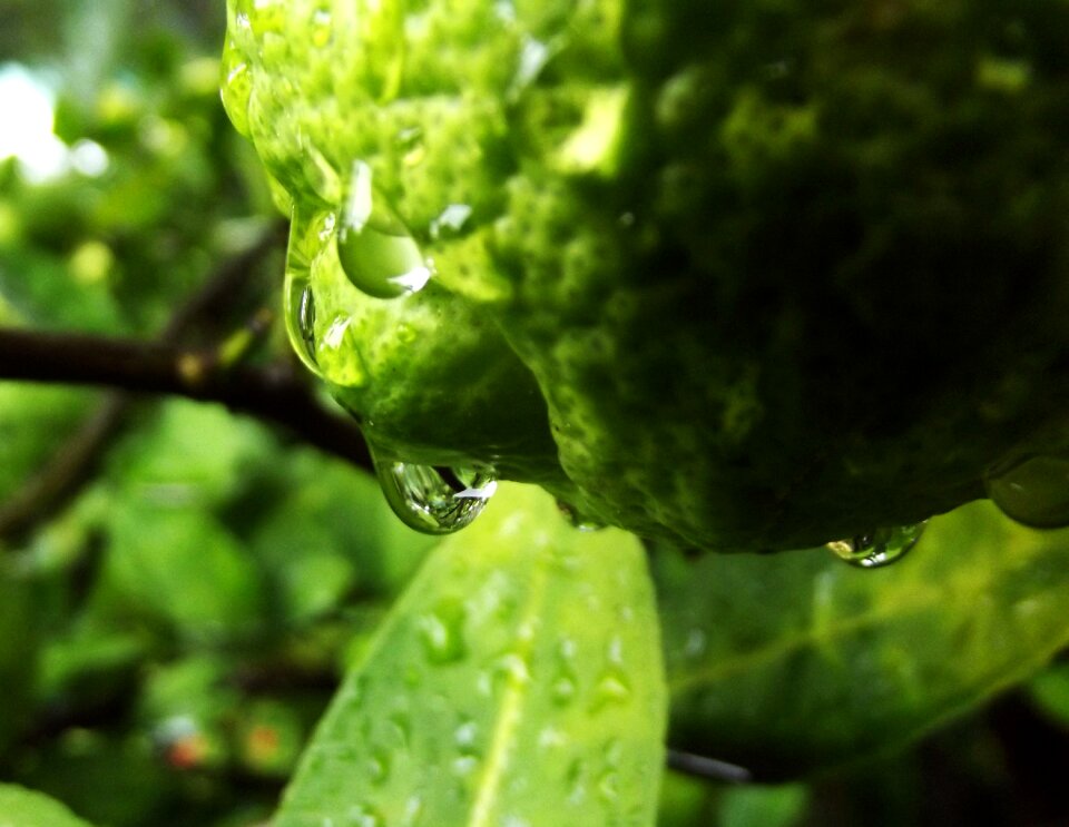 Droplet fruit tree