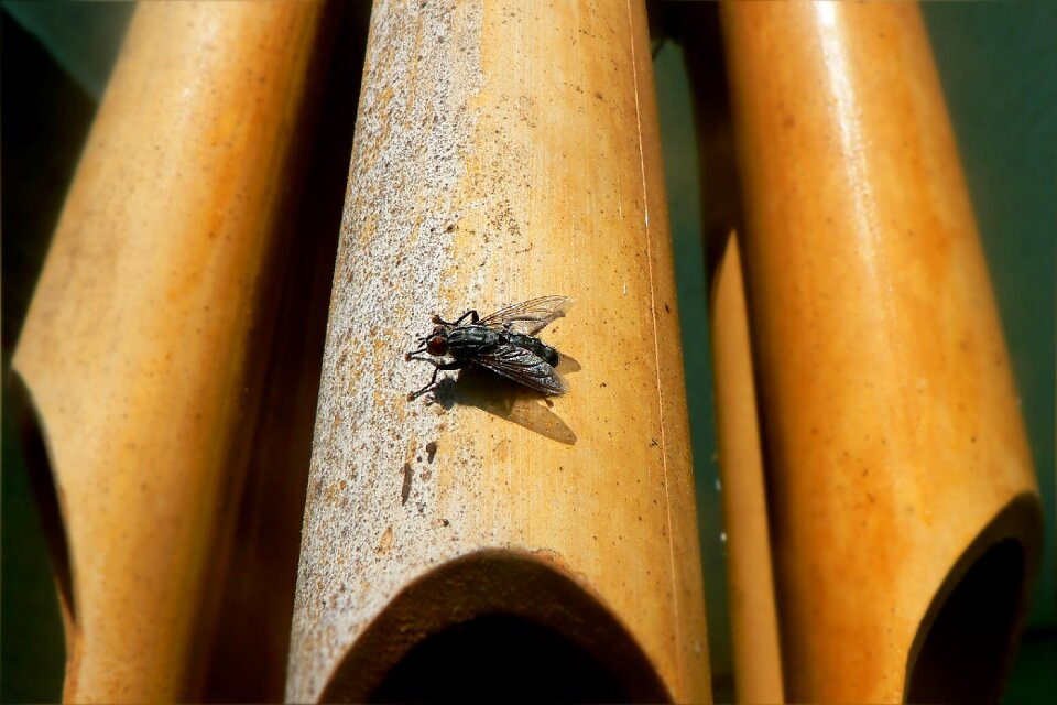 Beetle nature insects