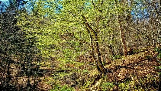 Mountain spring tree in april photo