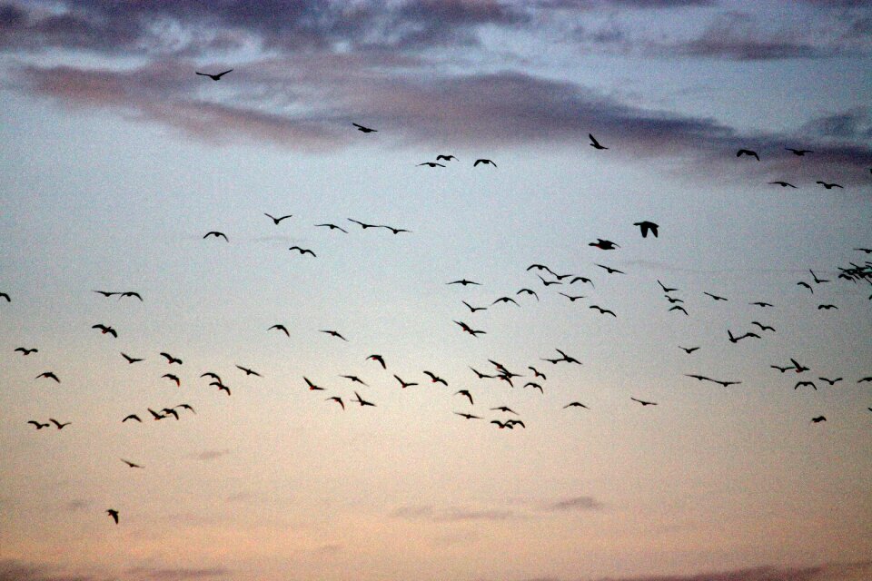Birds fly out geese