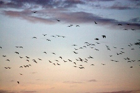 Birds fly out geese photo