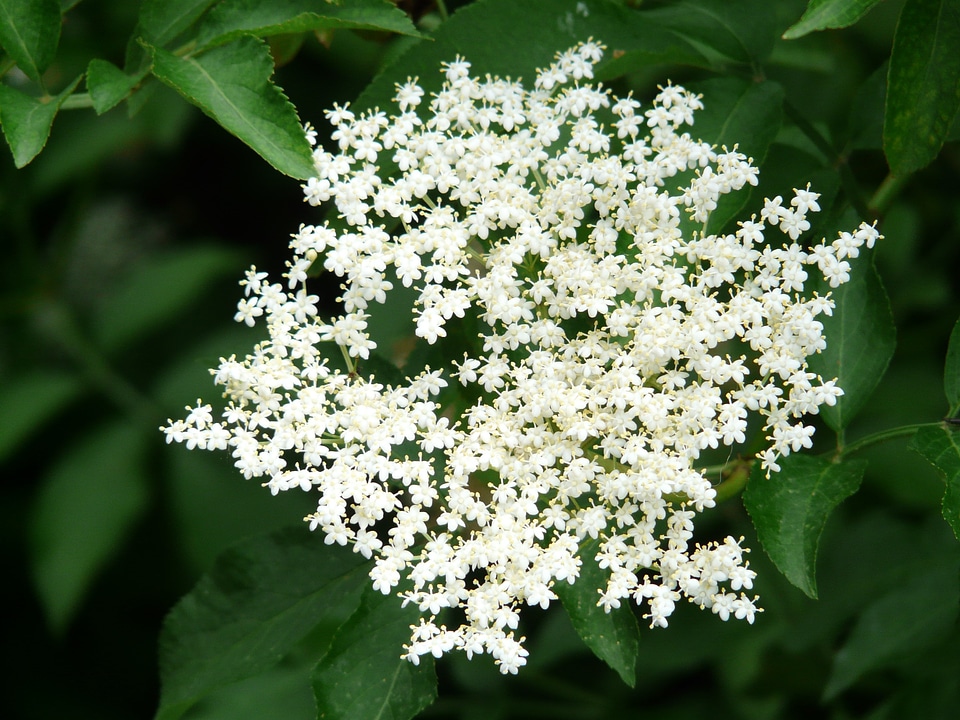 Black elderberry elder bush