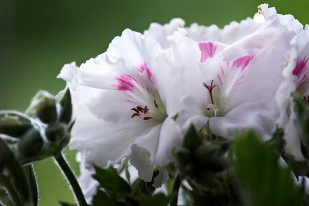 Geranium flower close up photo