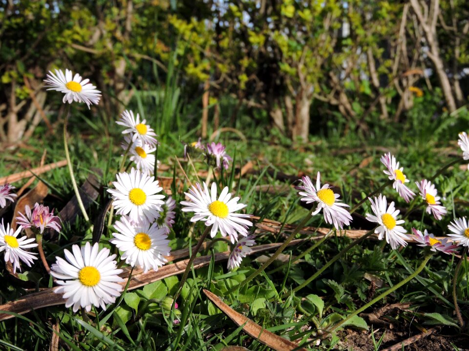 Nature prato flower