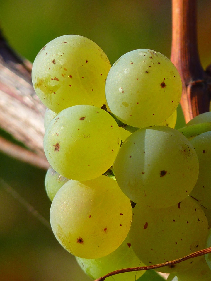 Vine cultivation wine