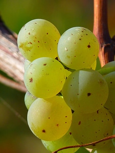 Vine cultivation wine