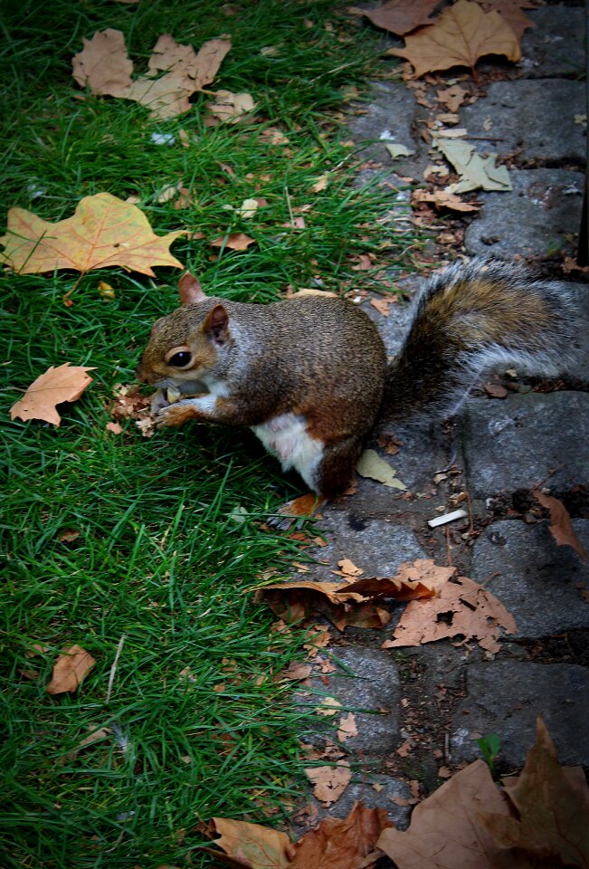 Mammal food england