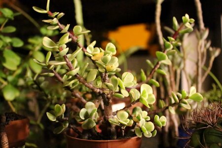 Green succulent