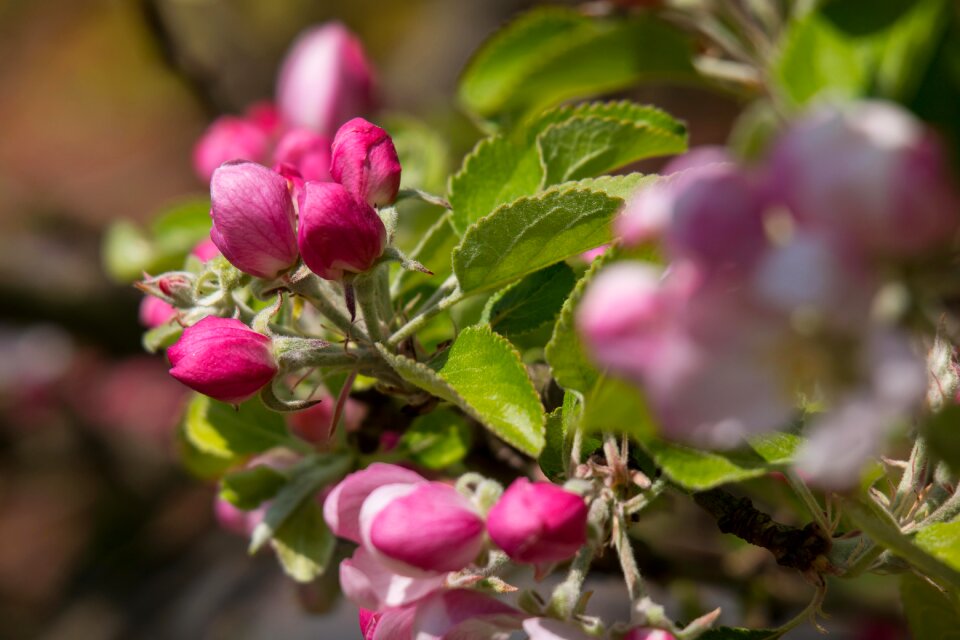 Pink spring blossom