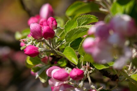 Pink spring blossom