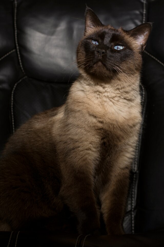 Siamese male portrait